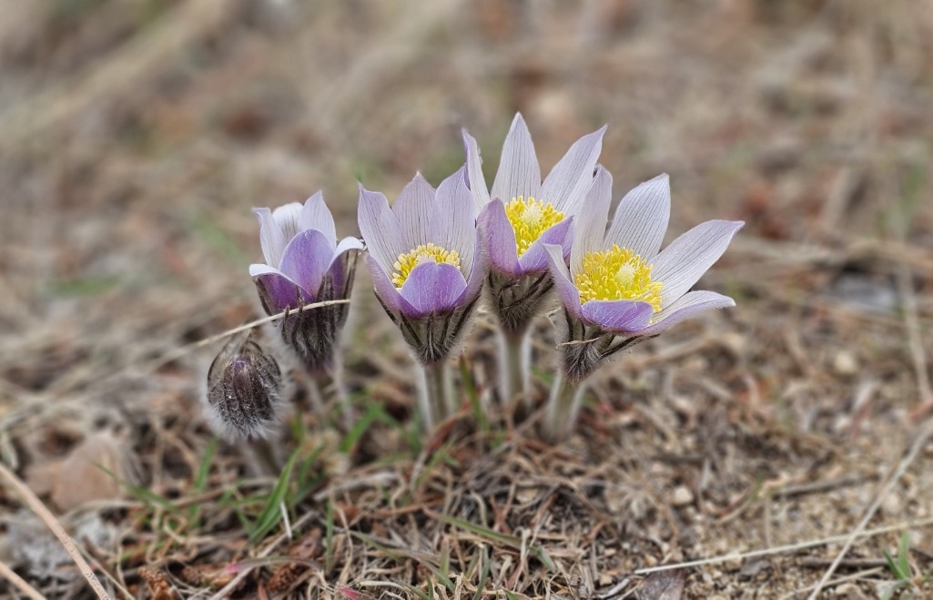 Welcoming Spring